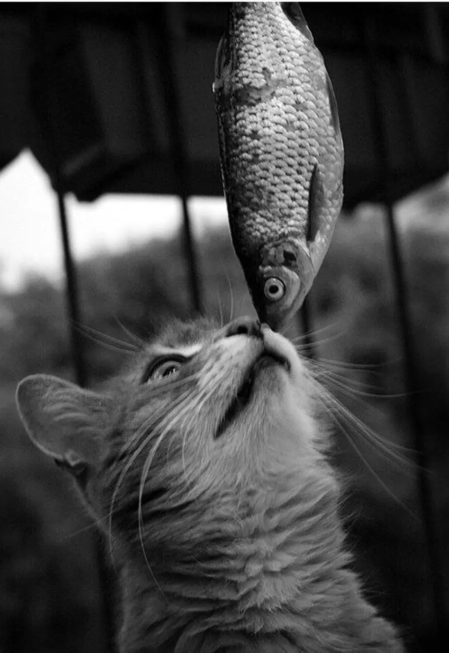 İnternetin yeni fenomenleri 32