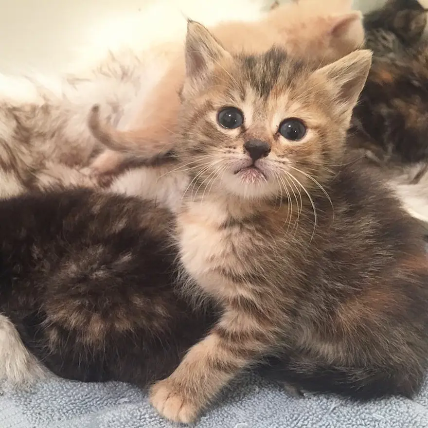 Hayatını kedileri kurtarmaya adadı 224