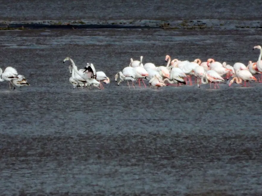 Van Gölü'nde flamingolar göç etmedi 3