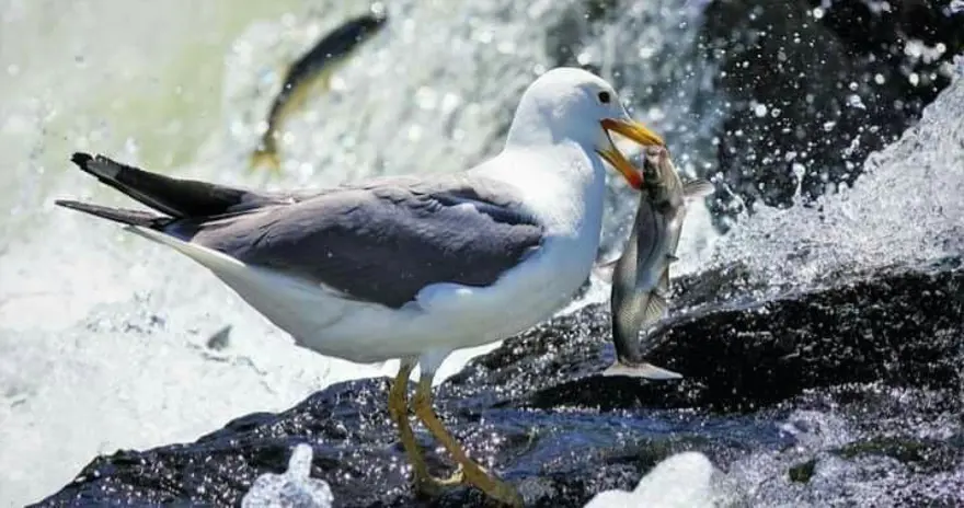 Av yasağı kalktı: Van Gölü'nde balıkçılar ‘vira bismillah’ deyip ağlarını suya bıraktı 1