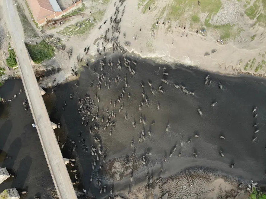 Afrika Serengeti Parkı değil Balıkesir Ovası 19