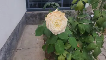 Elazığ’da kış mevsiminde gül ağacı çiçek açtı