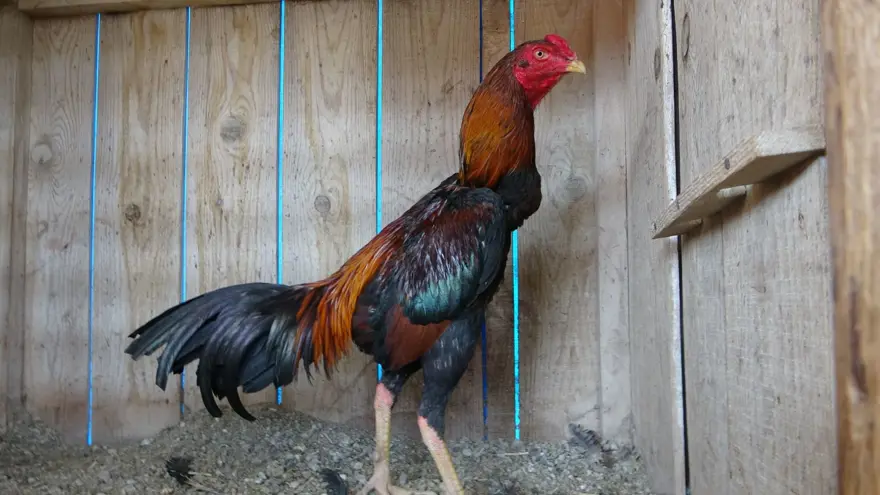 Adana'da Arapların gözdesi olan horozlar araba fiyatına satılıyor 2