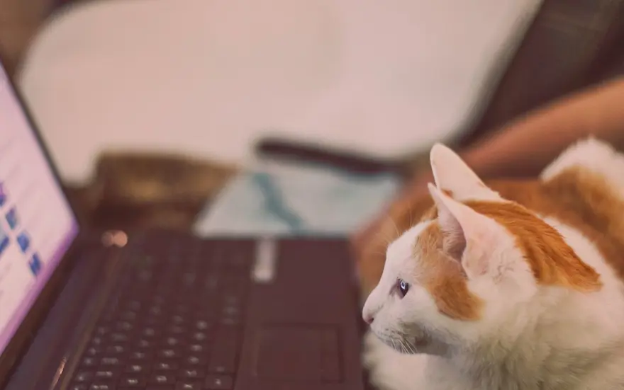 Bilim insanları kedi videoları izleyecek gönüllüler arıyor 6