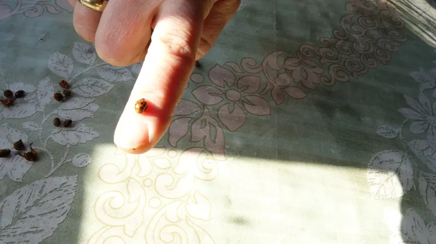 Rize'yi istila eden uğur böceklerinin sırrı ortaya çıktı 1