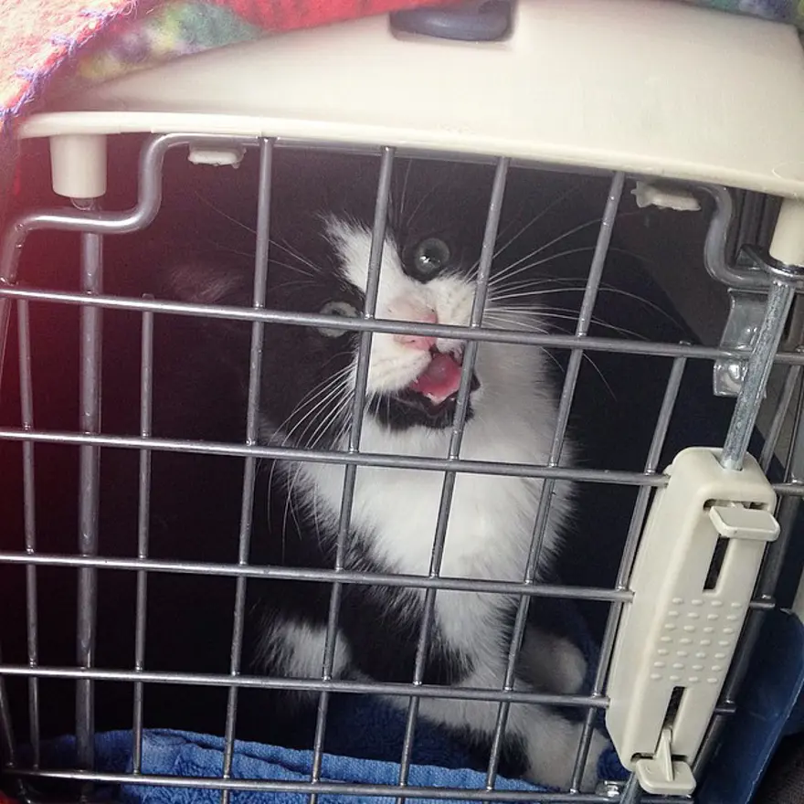 Hayatını kedileri kurtarmaya adadı 128