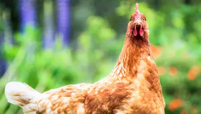 Tavukların duygularını gösterdiği tespit edildi: Korktuklarında kızarıyorlar!