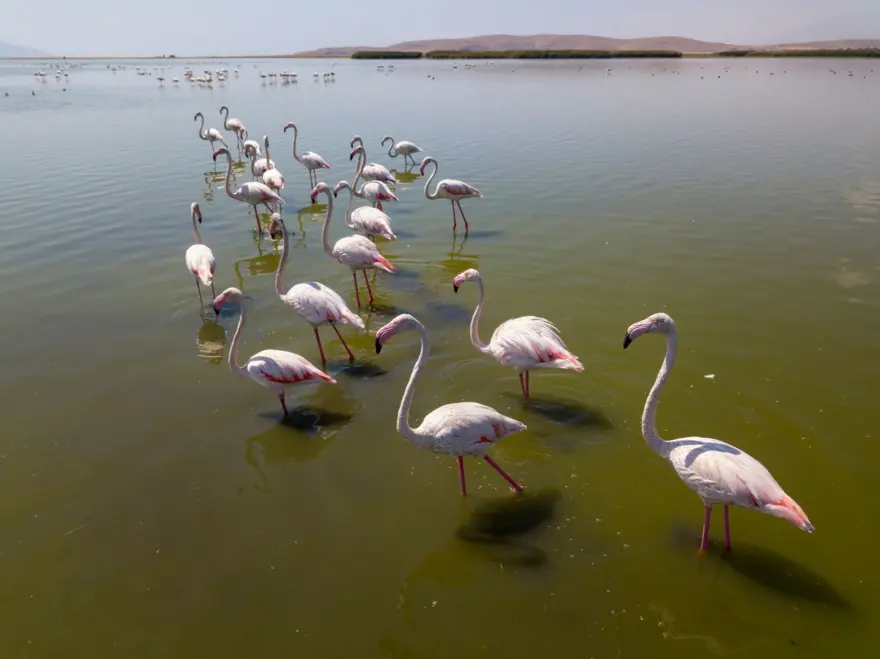 Van Gölü binlerce flamingoya ev sahipliği yapıyor 17
