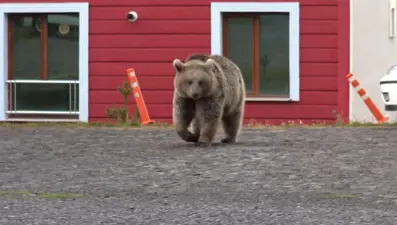 Kars'ta siteye ayı girdi: "Bağırarak üzerimize geldi"