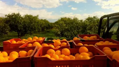 Suriyelileri kandırıp portakal çaldıran şüpheli tutuklandı