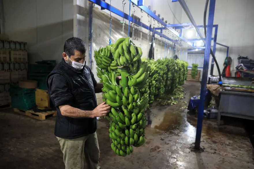 Muzu sarartmada karpitin yerini etilen gazı aldı 