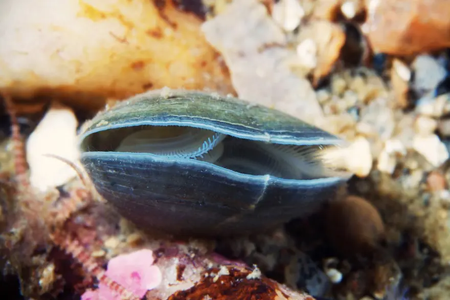 Beyaz Deniz'in harikaları 91