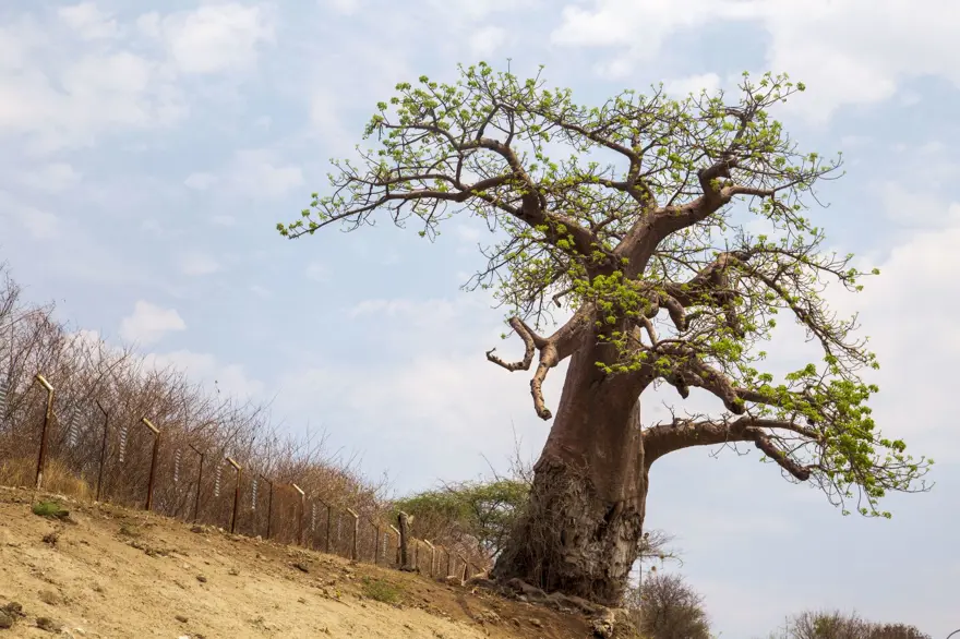 Afrika'nın fil cenneti: Chobe Ulusal Parkı 16