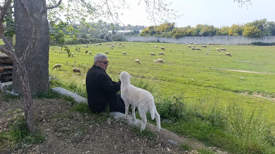 Yavru kuzu sahibinin peşinden bir an olsun ayrılmıyor: ''Ben nereye, koruma oraya'' 5 Yavru kuzu sahibinin peşinden bir an olsun ayrılmıyor: ''Ben nereye, koruma oraya'' 5