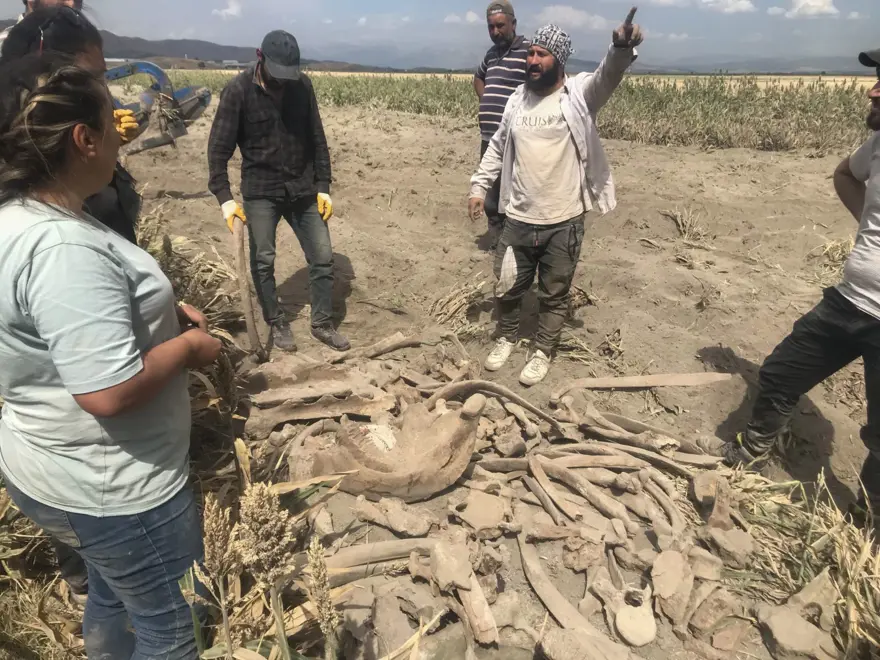 Kahramanmaraş'ta ekim için sürülen tarlada fil fosili bulundu 14