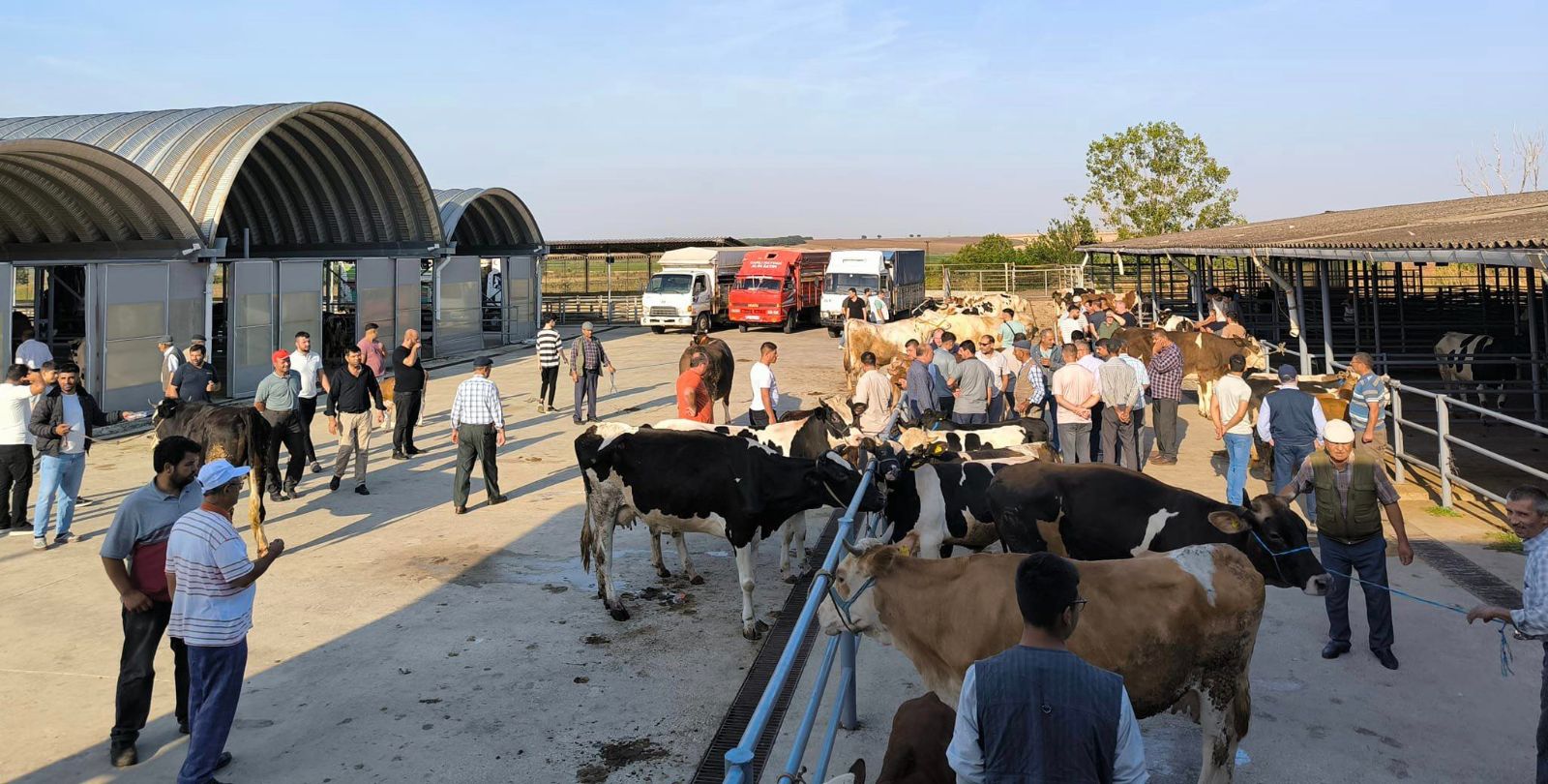 Keşan'da çiçek ve şarbon hastalığı alarmı: Hayvanların meraya çıkarılması yasaklandı