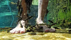 Sivas'taki Kangal Kaplıcası'nın doktor balıklarına yoğun talep var