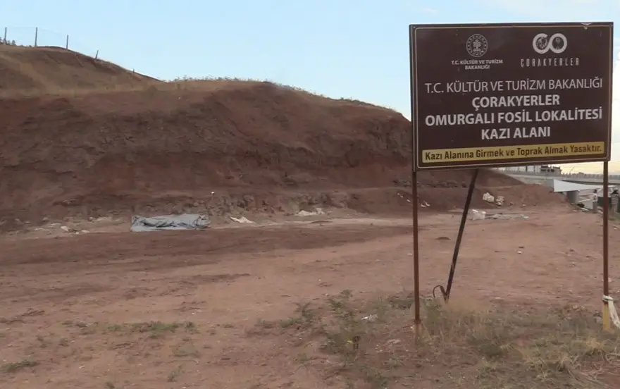 Çankırı'da 9 milyon yıllık keşif: Konobelodon ve choerolophodon kemikleri bulundu 