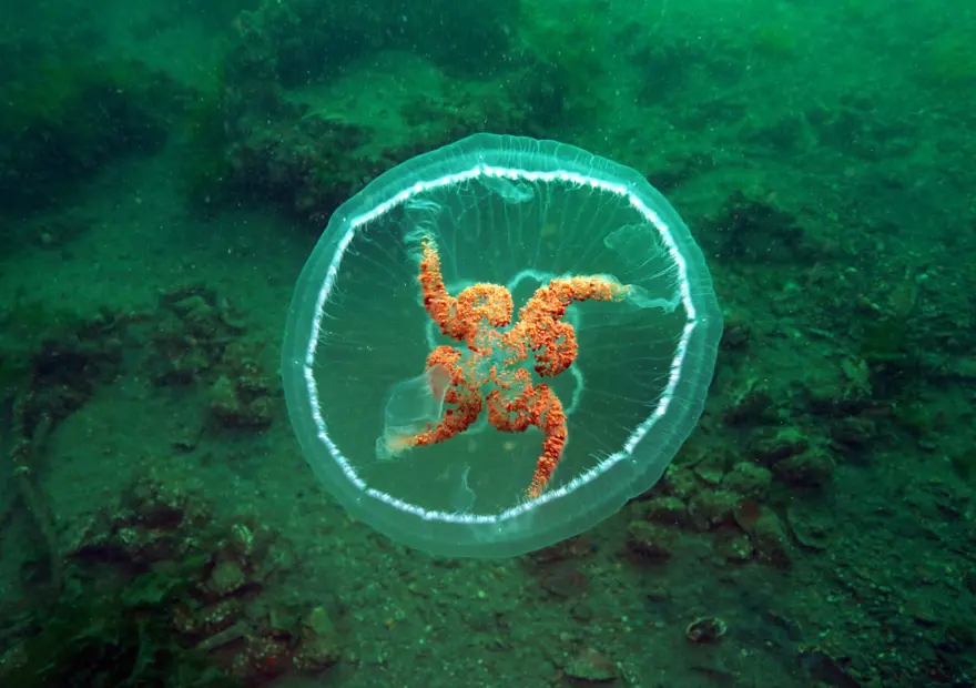 Marmara'da görülen ay denizanası için uyarı 4 Marmara'da görülen ay denizanası için uyarı 4