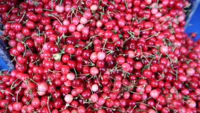 İlk kirazın kilosu 2 bin lira