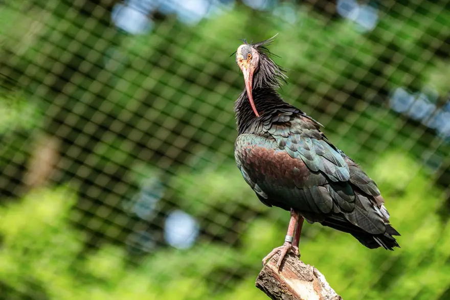 KELAYNAK ÜRETİM İSTASYONU 12