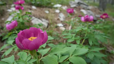 Türkiye'de 7 türü bulunuyor: Koparmanın cezası 557 bin TL