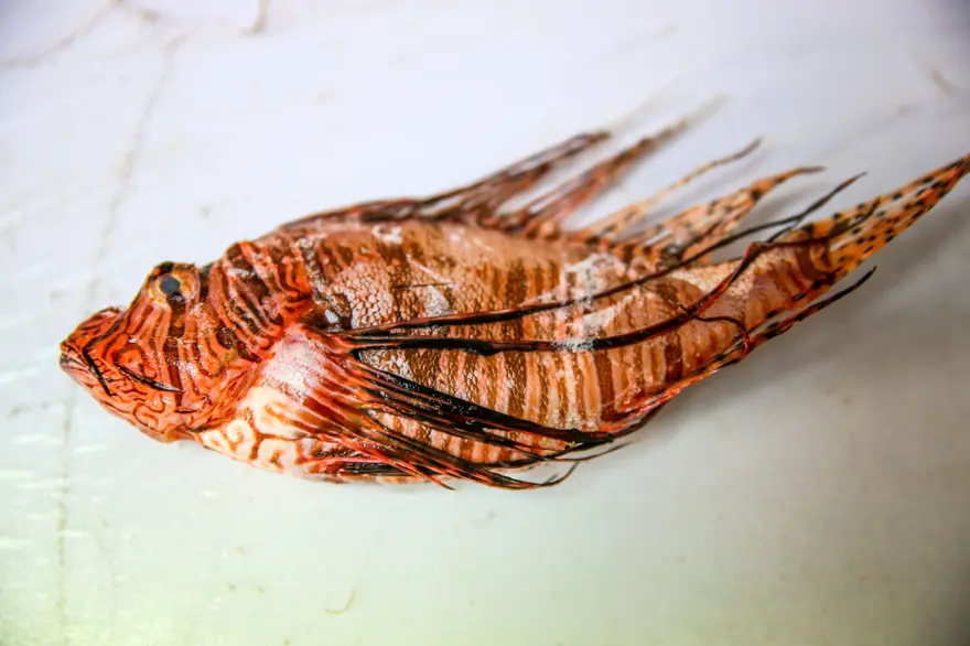 Aslan Balığı Kuzey Ege'ye çıktı 1