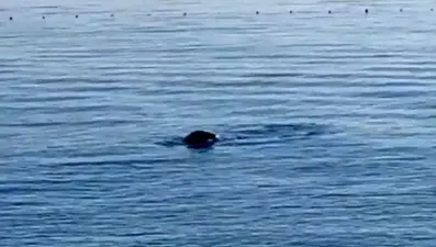 Konyaaltı sahilinde Akdeniz foku görüldü