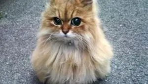 Bir kedi her şey olabilir