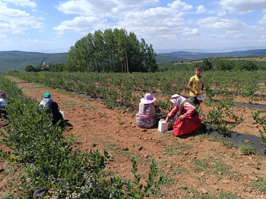 İstanbul, Trabzon ve Ankara'daki marketlere satılıyor! 3 yıl önce deneme amaçlı ekildi, şimdi köyün geçim kaynağı oldu 1 İstanbul, Trabzon ve Ankara'daki marketlere satılıyor! 3 yıl önce deneme amaçlı ekildi, şimdi köyün geçim kaynağı oldu 1