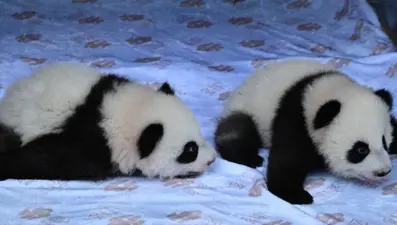 İkiz yavru pandalar, ziyaretçileriyle buluştu
