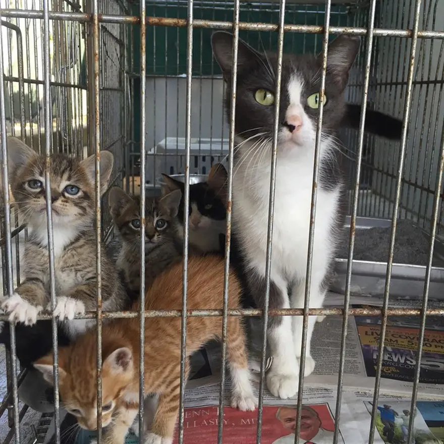 Hayatını kedileri kurtarmaya adadı 190