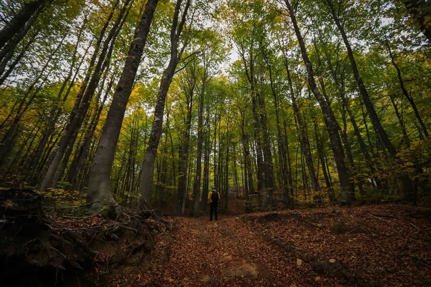 Doğa ve fotoğraf tutkunları, sonbahar renklerine bürünen Domaniç'te buluştu 4