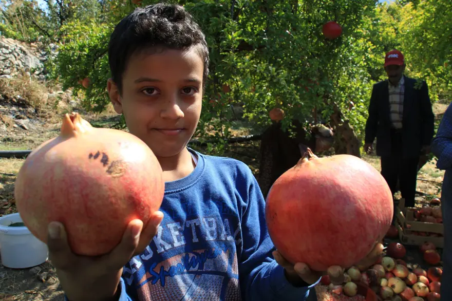Bu narların tanesi 1,5 kilo 2 Bu narların tanesi 1,5 kilo 2