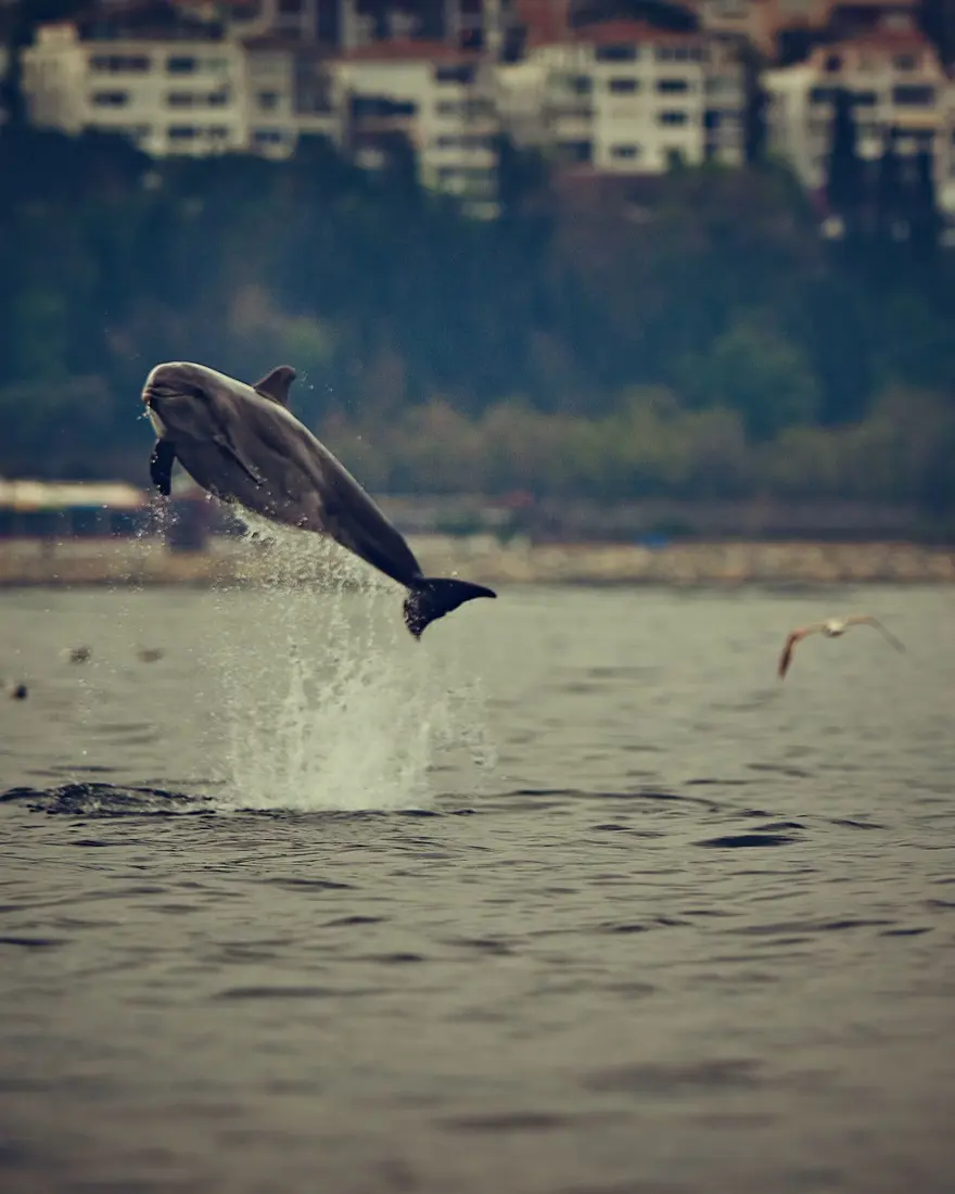 İstanbul Boğazı'nda yunusların dansı İstanbul Boğazı'nda yunusların dansı