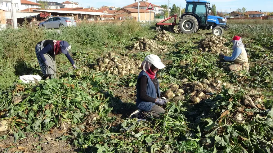 Söküm mesaisi başladı: Tarladan fabrikaya gönderiliyor 