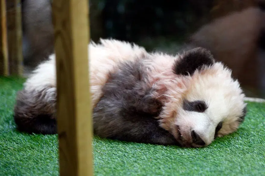 Fransa'da doğan ilk panda Yuan Meng'e uzun yol görevi: Neslini devam ettirecek 17 Fransa'da doğan ilk panda Yuan Meng'e uzun yol görevi: Neslini devam ettirecek 17