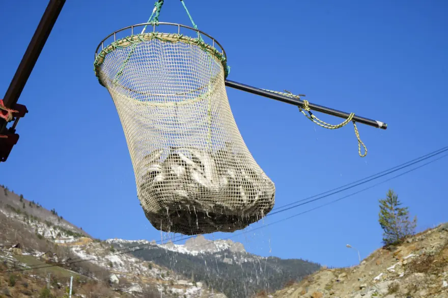 Denize kıyısı olmayan ilde 70 bin ton somon ihracatı yapıldı! Japonya, Çin ve Rusya da bizden alıyor 5