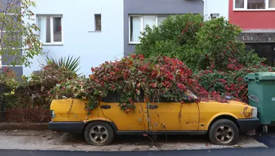 Sahibi ölen araba 8 yıldır aynı noktada... Her yanını sarmaşıklar sardı
