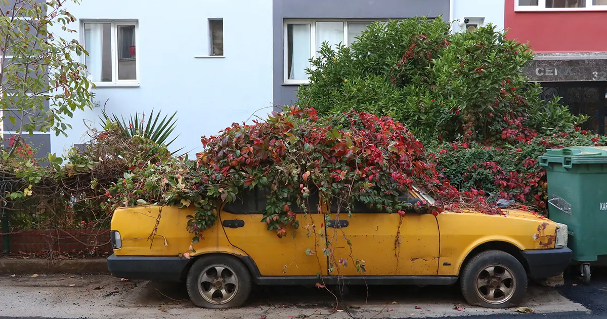 Sahibi ölen araba 8 yıldır aynı noktada... Her yanını sarmaşıklar sardı