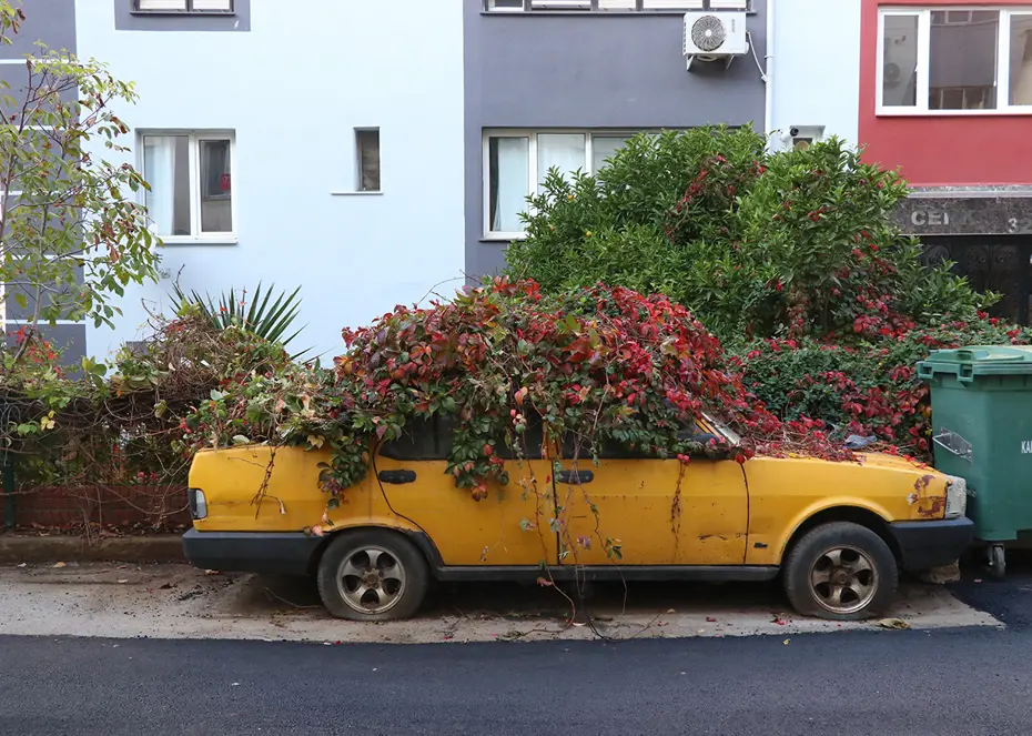 Sahibi ölen araba 8 yıldır aynı noktada... Her yanını sarmaşıklar sardı