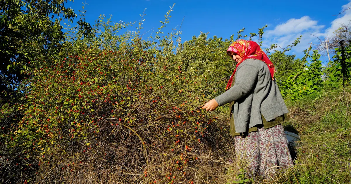 Halk arasında dikenli gül diyorlar. Dallardan tek tek toplanan doğal C vitamini