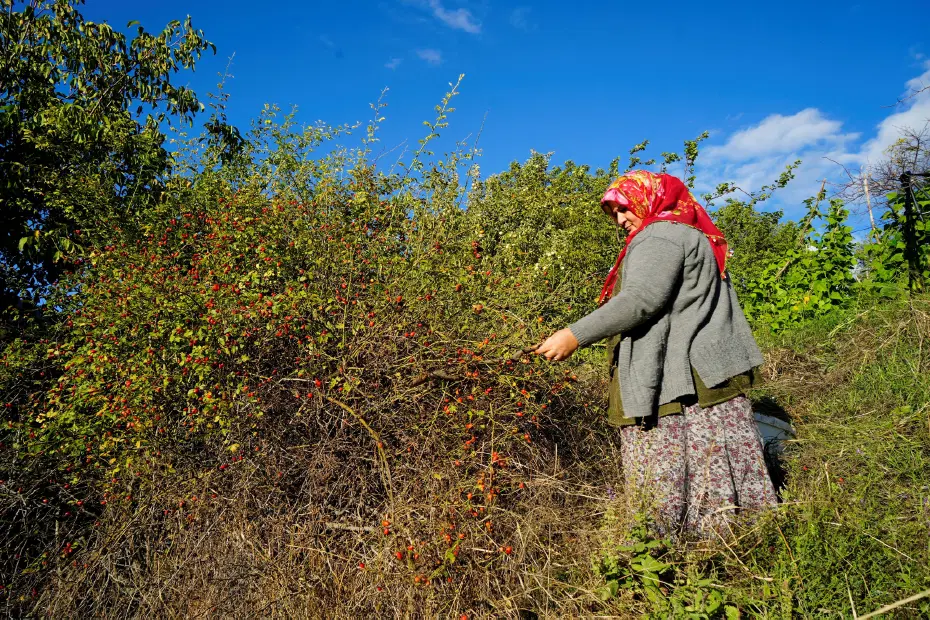 Halk arasında dikenli gül diyorlar. Dallardan tek tek toplanan doğal C vitamini