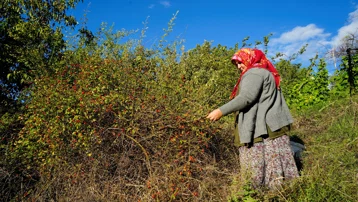 Halk arasında dikenli gül diyorlar. Dallardan tek tek toplanan doğal C vitamini