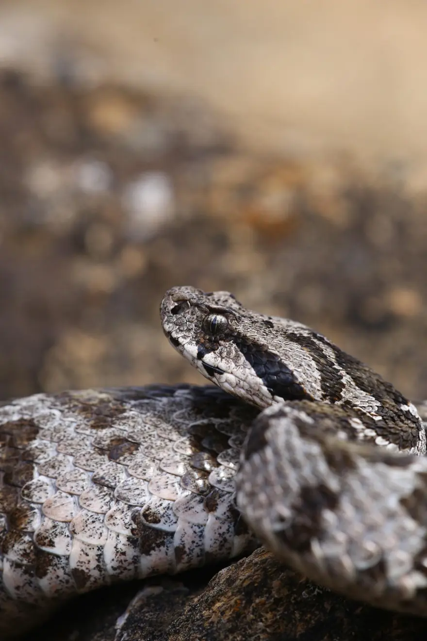 Çankırı'da kayıtlara geçen zehirli tür. Boyu 1 metre, başı üçgen, göz bebekleri dikey 2
