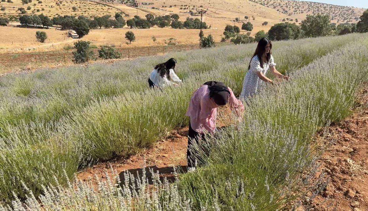40 senelik boş arazi kadın eliyle çiçek açtı