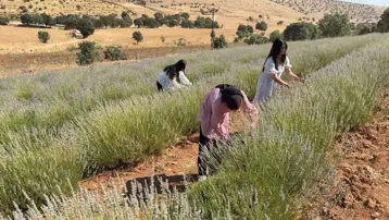 40 senelik boş arazi kadın eliyle çiçek açtı