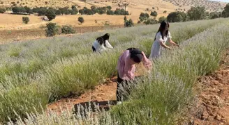 40 yıllık boş arazi kadın eliyle çiçek açtı