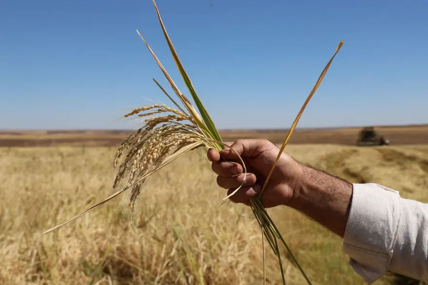 6 milyon lira maliyeti var: Hasadı 2 hafta sürecek 1