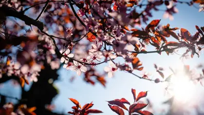 Sakura mevsimi ne zaman? Sakura çiçeğinin hikayesi